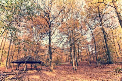 Fotobehang Herfstbomen in een bos