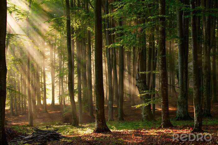 Fotobehang Herfstbomen in het bos en zonlicht