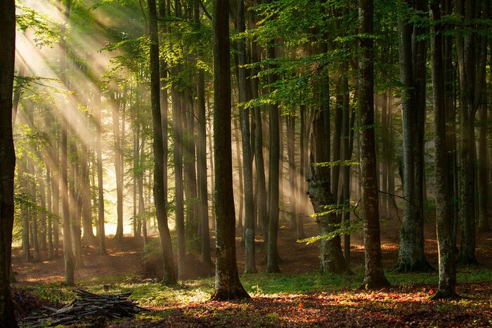 Fotobehang Herfstbomen in het bos en zonlicht