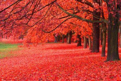 Herfstbomen met rode bladeren