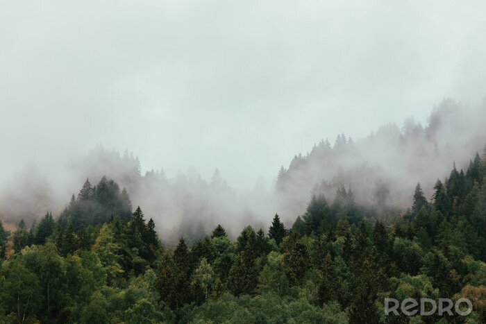 Fotobehang Herfstbos gehuld in mist