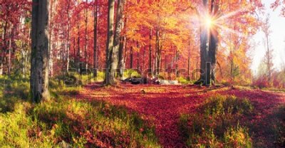 Fotobehang Herfstboslandschap in de ochtend met kleurrijke bladeren