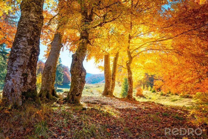 Fotobehang Herfstkleuren in de bergen