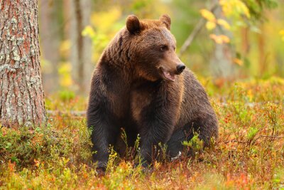 Fotobehang Herfstlandschap met een beer