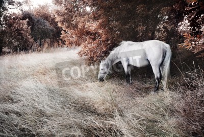 Fotobehang Herfstlandschap met een paard