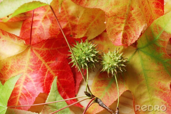 Fotobehang Herfstnatuur met bladeren