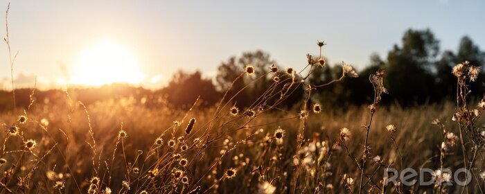 Fotobehang Herfstweide met de ondergaande zon op de achtergrond