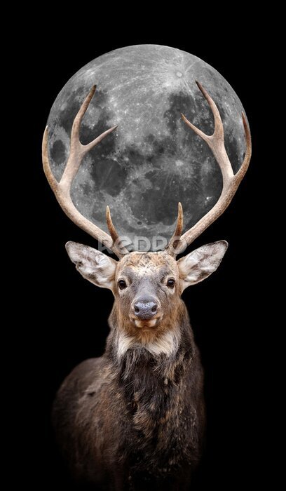 Fotobehang Hert met maan op zwarte achtergrond