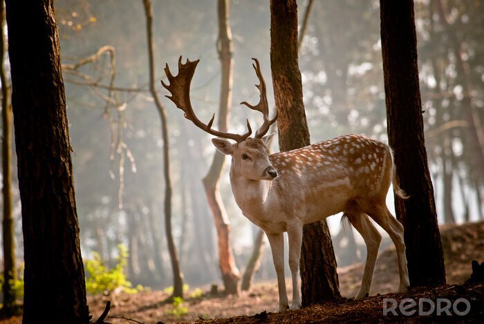 Fotobehang Herten in de ochtend