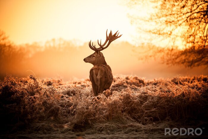 Fotobehang Herten in het struikgewas