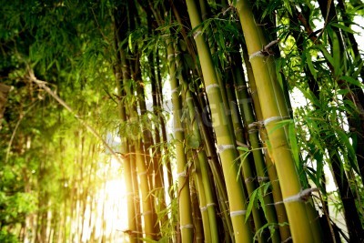 Fotobehang Het bamboebos in de jungle