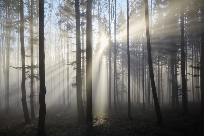 Fotobehang Het begin van de dag in het mistige bos