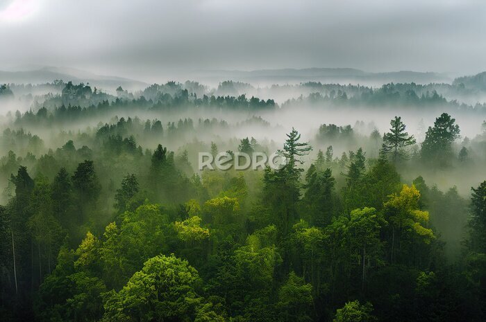 Fotobehang Het bos gezien vanuit vogelperspectief