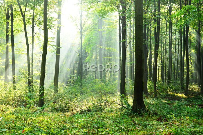 Fotobehang Het groen van het lentebos