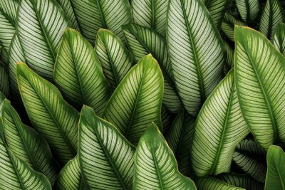 Het groene blad met witte strepen van majity Calathea, tropische de aard van de gebladerteinstallatie verlaat patroon op donkere achtergrond.
