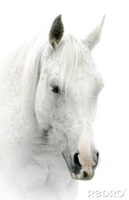Fotobehang Het hoofd van het witte paard