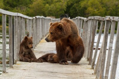 Fotobehang Het Land van Bears, Koerilenmeer, Kamchatka, Rusland