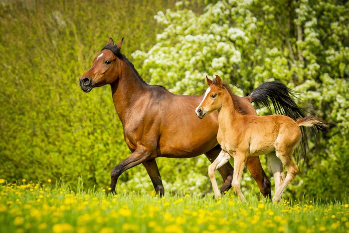 Fotobehang Het paard en veulen op het gras