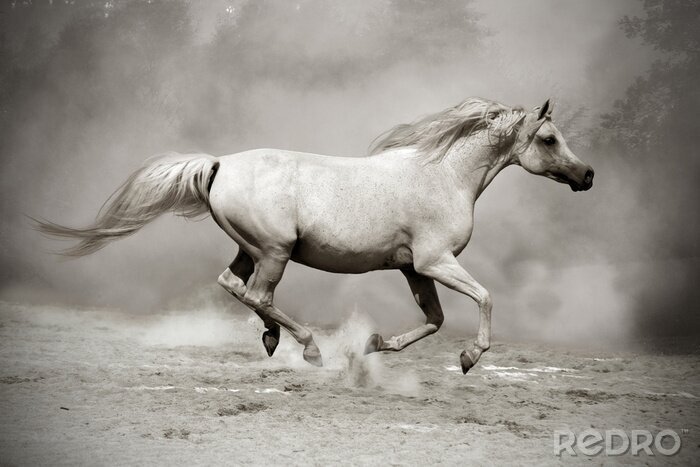 Fotobehang Het paard loopt in het stof