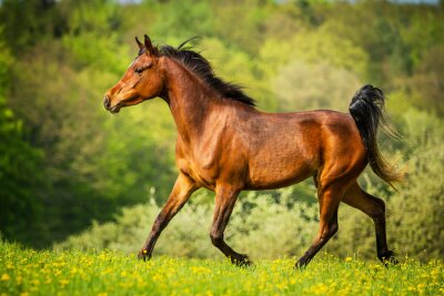 Fotobehang Het paard rent over het gras