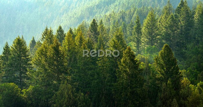 Fotobehang Het rustgevende groen van bomen