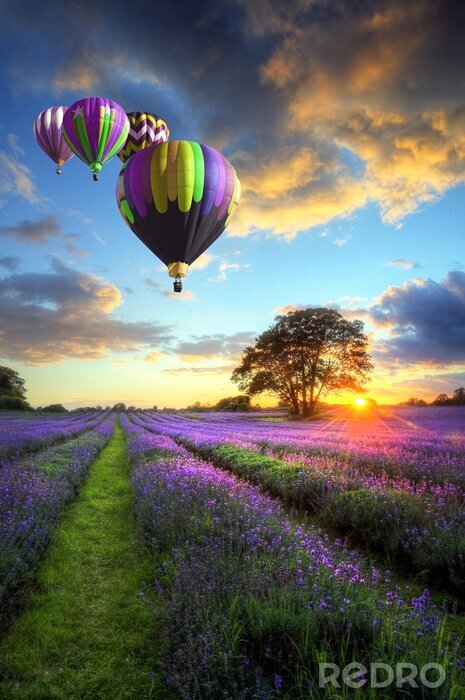 Fotobehang Hete lucht ballonnen vliegen over lavendel landschap zonsondergang