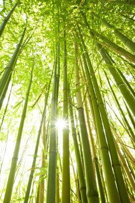 Hoge bamboe bomen