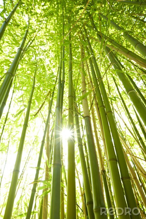 Fotobehang Hoge bamboe bomen