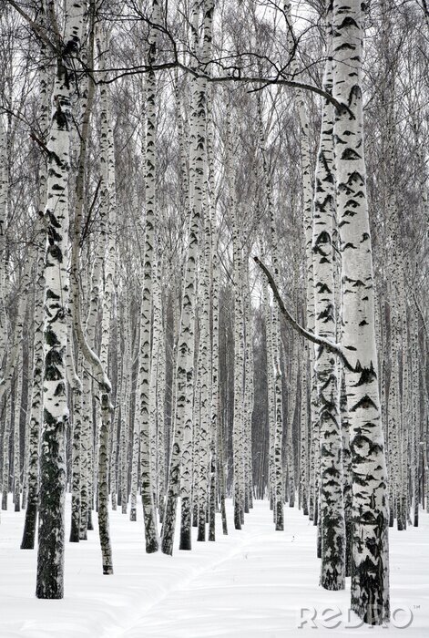 Fotobehang Hoge berken in de winter