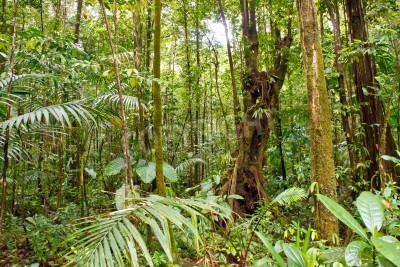 Fotobehang Hoge bomen in een jungle
