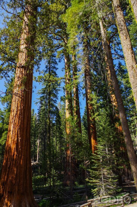 Fotobehang Hoge naaldbomen