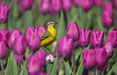 Fotobehang Hollandse bloemen en een vogel