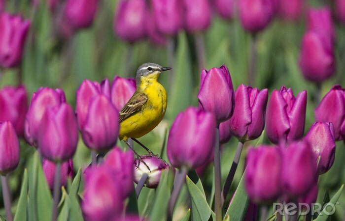 Fotobehang Hollandse bloemen en een vogel