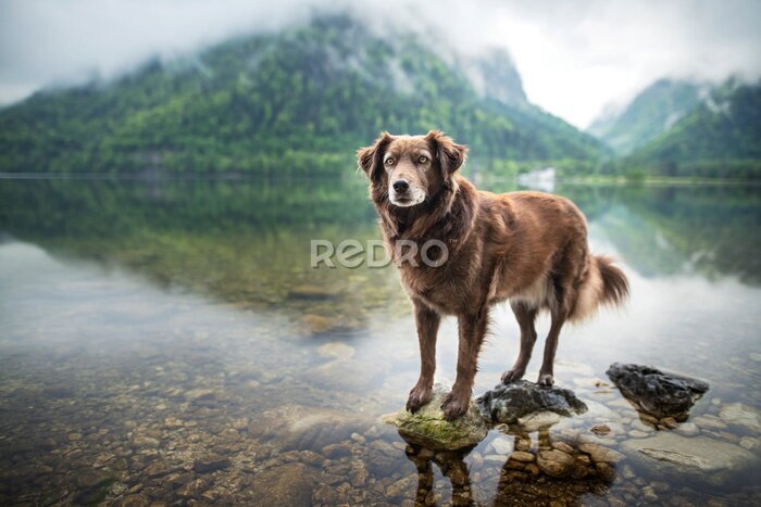 Fotobehang Hond aan een meer in de bergen