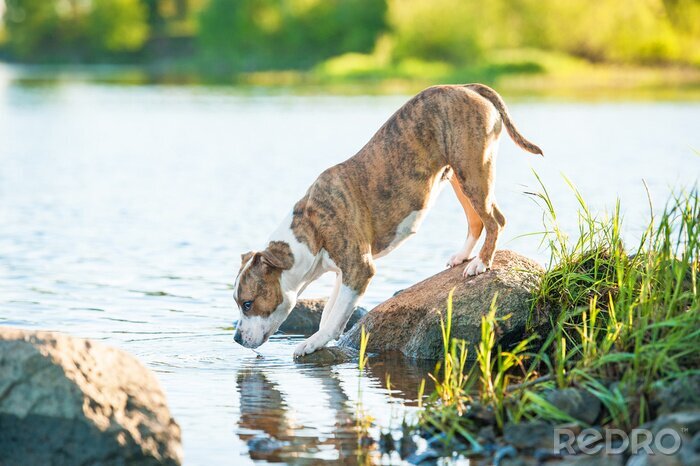 Fotobehang Hond bij het water