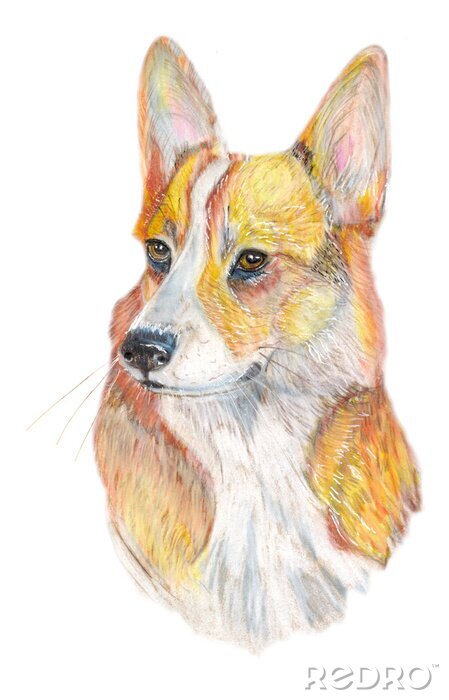 Fotobehang hond Corgi / Hond handgeschilderde aquarel illustratie op een witte achtergrond