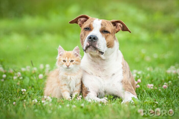 Fotobehang Hond en kat op de weide