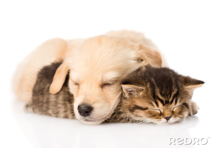 Fotobehang Hond en kat slapen