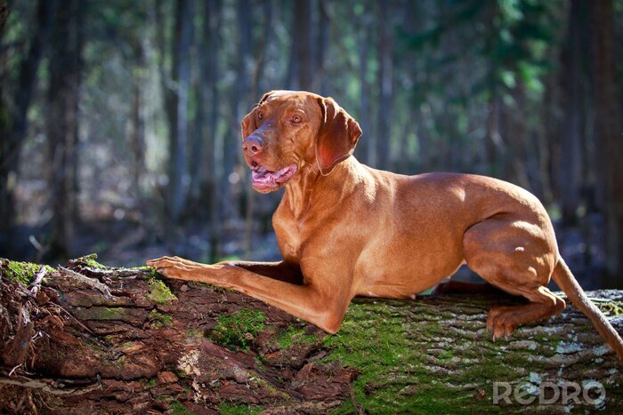 Fotobehang Hond ligt op een boomstam