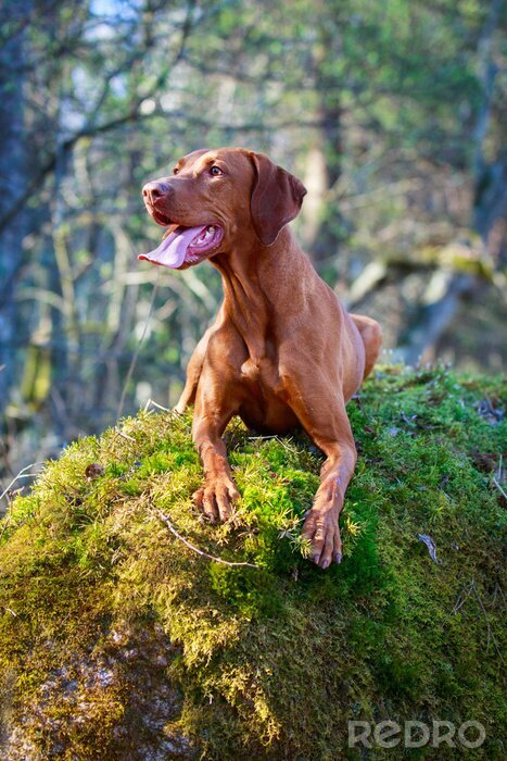 Fotobehang Hond ligt op een rots