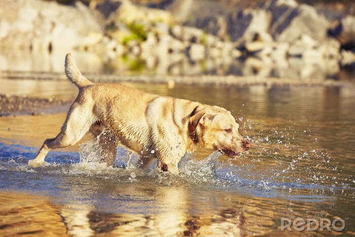 Fotobehang Hond loopt in water