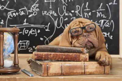 Fotobehang Hond met bril en boeken