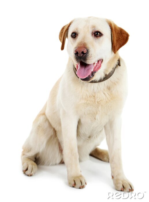 Fotobehang Hond met bruine oren