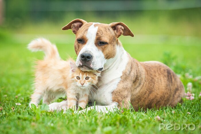 Fotobehang Hond met kat op gras