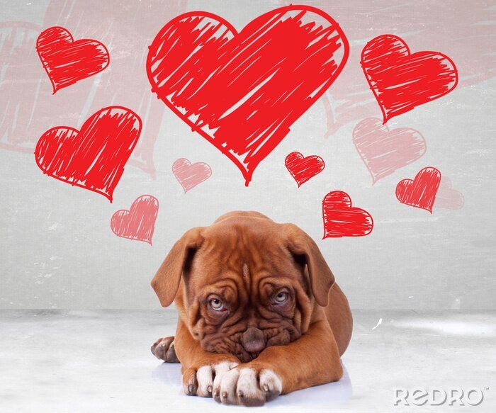 Fotobehang Hond met rode harten