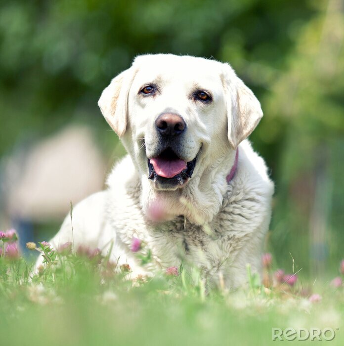 Fotobehang Hond op groen gras