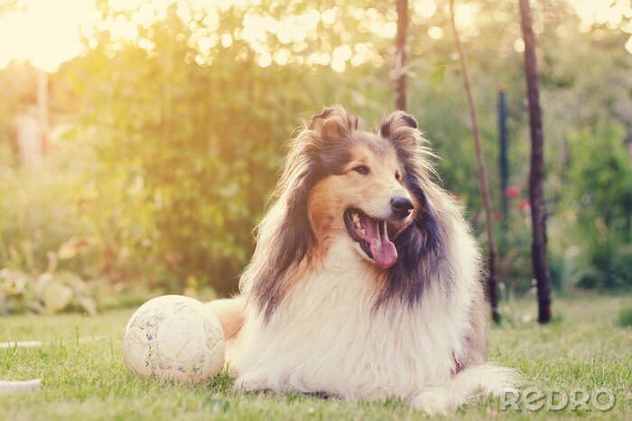 Fotobehang Hond op het gras met bal