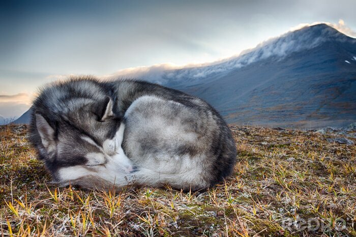 Fotobehang Hond slaapt in de bergen