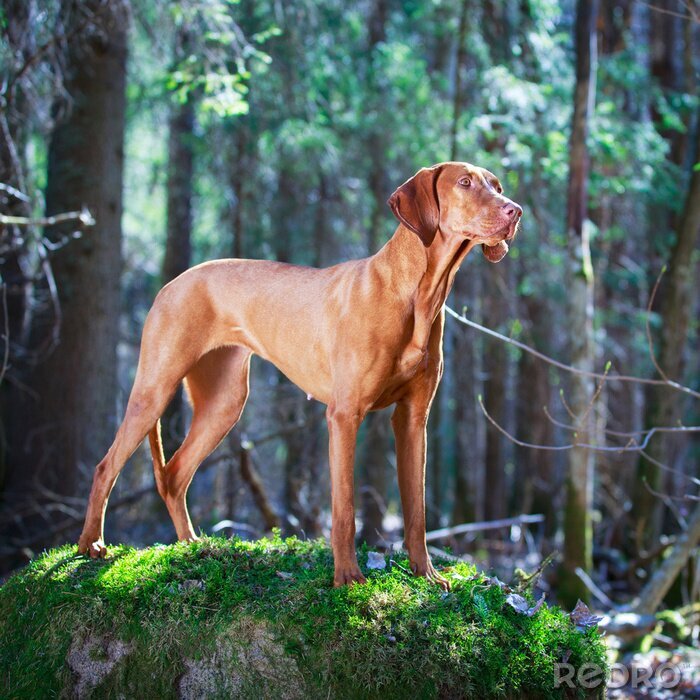 Fotobehang Hond staat op groen mos