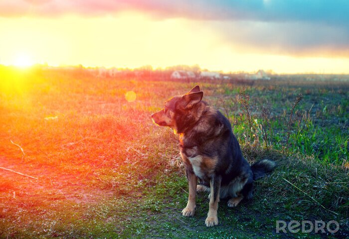 Fotobehang Hond voor een kleurrijke hemel